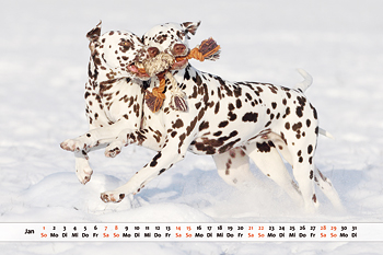Dalmatiner Kalender Monat Januar