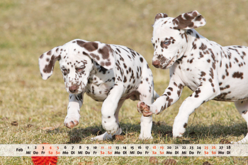 Dalmatiner Kalender Monat Februar