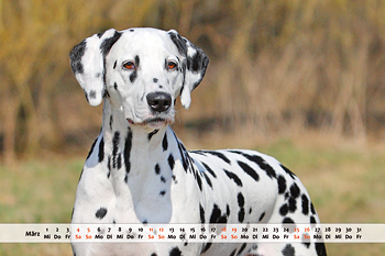 Dalmatiner Kalender Monat März