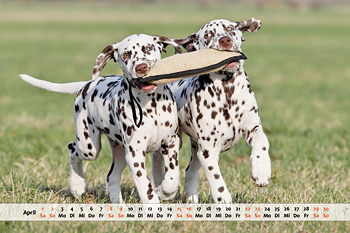 Dalmatiner Kalender Monat April