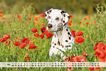 Dalmatiner Kalender Monat Mai