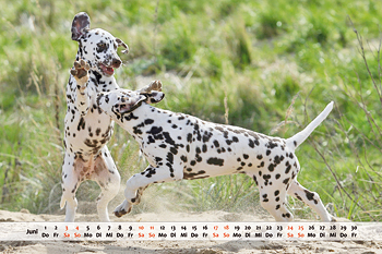Dalmatiner Kalender Monat Juni
