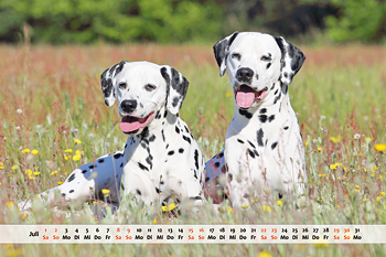 Dalmatiner Kalender Monat Juli
