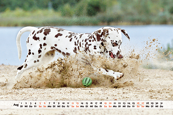 Dalmatiner Kalender Monat August