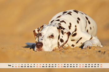 Dalmatiner Kalender Monat September