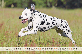 Dalmatiner Kalender Monat Oktober