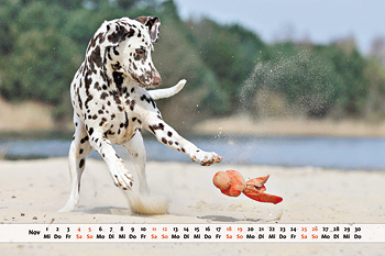 Dalmatiner Kalender Monat November