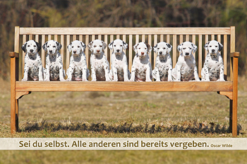 Dalmatiner Kalender Poster