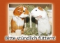 Meerschweinchen Hinweisschild Bitte stündlich füttern