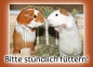 Meerschweinchen-Postkarte Bitte stündlich füttern Meerschweinchen betteln