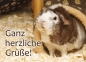 Meerschweinchen-Postkarte Ganz herzliche Grüße Meerschweinchen in schoko fox Rosette