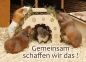 Meerschweinchen-Postkarte_5 Meerschweinchen gemeinsam schaffen wir das