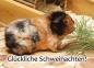 Meerschweinchen-Postkarte Glückliche Schweinachten Weihnachten