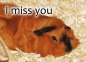 Meerschweinchen-Postkarte I miss you Meerschweinchen Rosette california