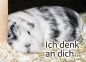 Meerschweinchen-Postkarte_ich denk an dich malik schwarz magpie