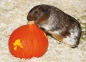 Meerschweinchen-Postkarte Bryan-Anthony mit Hokkaido Kürbis Karte ohne text