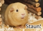 Meerschweinchen-Postkarte Staun ein creme meerschweinchen staunt