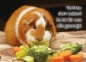 Meerschweinchen-Postkarte_Vertrau dem, Leben es ist für uns alle gesorgt Cheyenne
