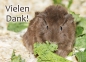 Meerschweinchen-Postkarte Vielen Dank desiree rosette slate blue