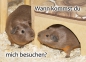 Meerschweinchen-Postkarte Wann kommst du mich besuchen 2 Meeschweinchen