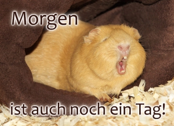 Meerschweinchen-Postkarte_Morgen ist auch noch ein Tag