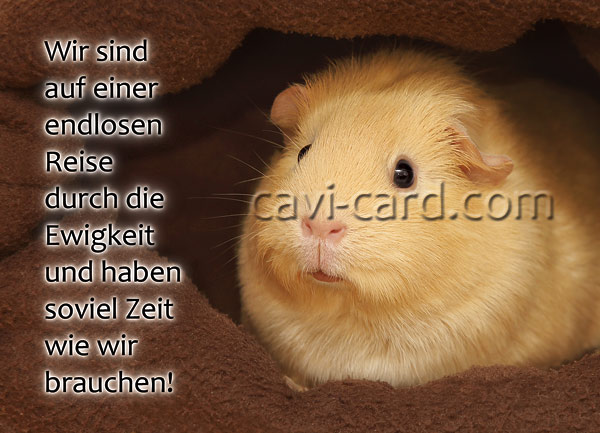 Meerschweinchen Postkarte zum Entschleunigen