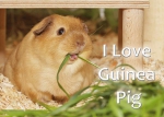 Meerschweinchen Hinweisschild I Love Guinea Pig