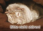 Meerschweinchen Hinweisschild Bitte nicht stören