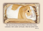 Meerschweinchen-Postkarte_alles hat seinen Sinn