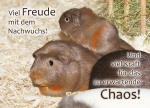 Meerschweinchen-Postkarte viel Freude mit dem Nachwuchs und viel Kraft für das zu erwartende Chaos