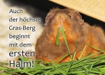 Meerschweinchen-Postkarte Auch der höchste Grasberg beginnt mit dem ersten Halm