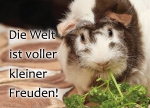 Meerschweinchen-Postkarte Die Welt ist voller kleiner Freuden Smillafee Rosette schoko fox magpie