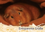 Meerschweinchen-Postkarte Entspannte Grüße rotes glatthaarmeerschweinchen im Kuschelsack