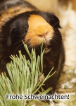 Meerschweinchen-Postkarte Frohe Schweinachten Weihnachten