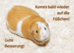 Meerschweinchen-Postkarte_Gute Besserung komm bald wieder auf die Füßchen