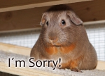 Meerschweinchen-Postkarte_I´m Sorry