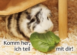 Meerschweinchen-Postkarte Komm her ich teil mit dir Meerschweinchen mit Spinatblatt