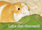 Meerschweinchen-Postkarte_Lebe den Moment