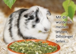 Meerschweinchen-Postkarte_Mit_dir_wuerde_ich_meinen_letzten_Dillstaengel_teilen