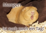 Meerschweinchen-Postkarte_Morgen ist auch noch ein Tag