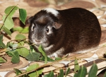 Meerschweinchen-Postkarte ohne text Felicitas knappert Birkenzweig