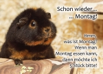 Meerschweinchen-Postkarte schon wieder montag was ist montag wenn man montag essen kann dann möchte ich 5 stück bitte