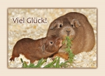 Meerschweinchen-Postkarte Viel Glück